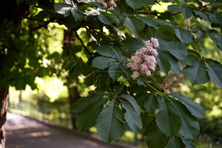 Photo for Blooming chestnut tree, a symbol of Kyiv - Royalty Free Image
