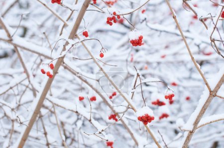 Foto de Bayas viburnum congeladas comestibles en un arbusto cubierto de nieve en invierno - Imagen libre de derechos