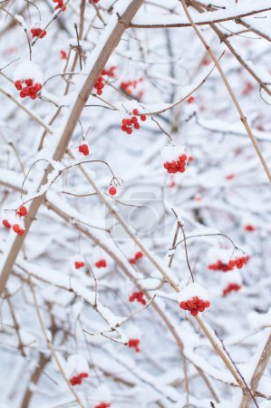 Téléchargez les photos : Baies de viorne congelées comestibles sur un buisson recouvert de neige en hiver - en image libre de droit