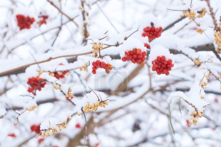 Foto de Bayas viburnum congeladas comestibles en un arbusto cubierto de nieve en invierno - Imagen libre de derechos