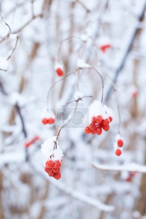 Photo for Edible frozen viburnum berries on a bush covered with snow in winter - Royalty Free Image