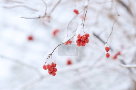 Téléchargez les photos : Baies de viorne congelées comestibles sur un buisson recouvert de neige en hiver - en image libre de droit