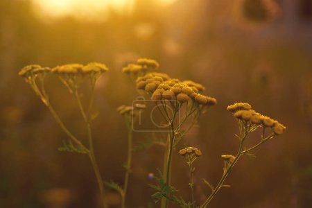 Téléchargez les photos : Tansy jaune aka Tanacetum vulgare fleurs de champ dans la lumière du soleil du soir - en image libre de droit