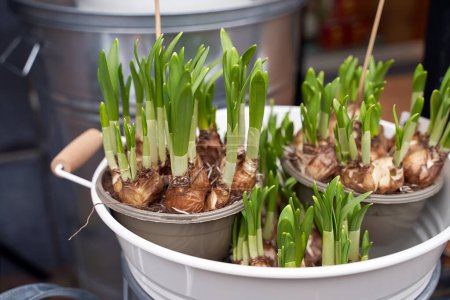 Photo for Narcissus shoots or seedlings for sale - Royalty Free Image