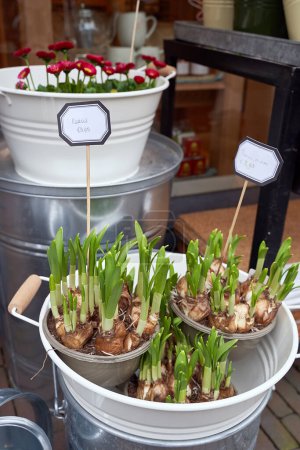 Narcissus shoots or seedlings for sale