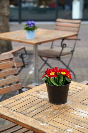 Téléchargez les photos : Primula vulgaris fleur rouge en pot sur une table de café extérieure - en image libre de droit