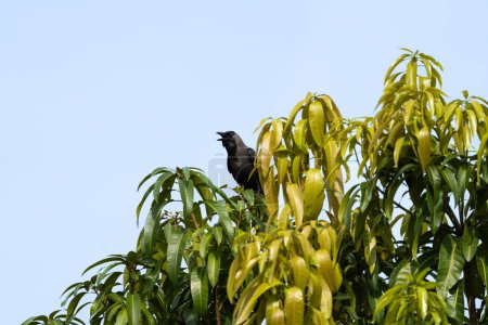 Cuervo gruñendo en la parte superior de una rama de mango en un día soleado