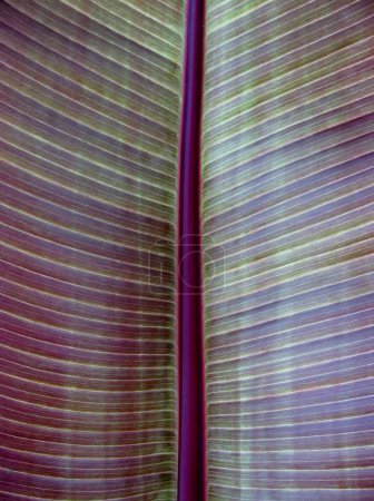 Foto de Red Banana Tree or Musa Acuminata leaf close-up - Imagen libre de derechos