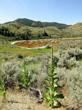 Photo for Common Mullein plants and Spotted lake near the city of Osoyoos, Okanagan Valley, British Columbia Canada - Royalty Free Image