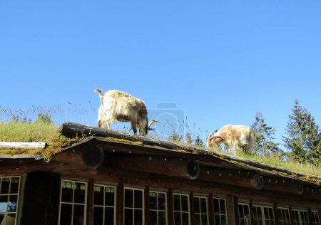 Goats on the roof, Coombs, BC, Canada