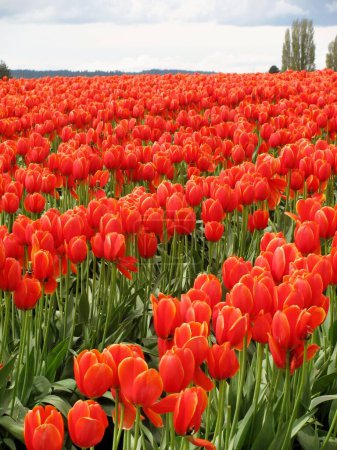 Foto de Campo de tulipanes en el Skagit Tulip Festival en el estado de Washington, EE.UU.. - Imagen libre de derechos