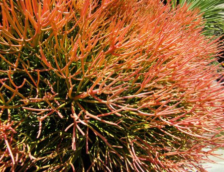 Red pencil tree or euphorbia tirucalli 'Sticks on Fire' succulent bright orange coral-like leaves background