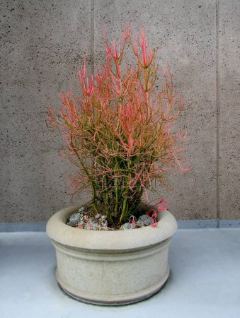 Red pencil tree or euphorbia tirucalli 'Sticks on Fire' succulent in clay flower pot. Palo Alto, California, USA