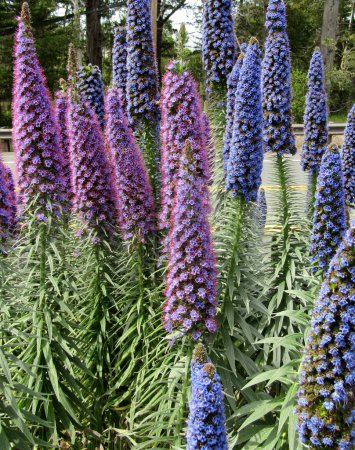 Téléchargez les photos : Grandes pointes de fleurs bleues et violettes de la fierté de Madère ou Echium candicans en Californie, comté de Monterey, États-Unis - en image libre de droit