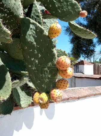 Téléchargez les photos : Cactus et poires piquantes. Ville de San Juan Bautista, Comté de San Benito, Californie, États-Unis - en image libre de droit