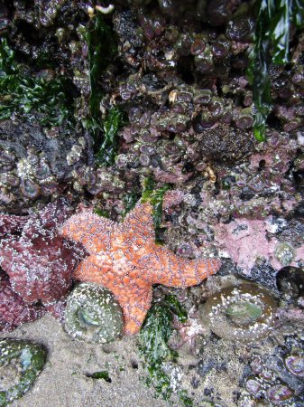 Photo for Cluster of Pisaster ochraceus, known as the purple sea star, ochre sea star, or ochre starfish and sea anemones on Haystack Rock in the Pacific Ocean. Cannon Beach, Oregon, United States - Royalty Free Image