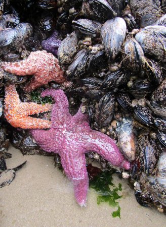 Photo for Cluster of Pisaster ochraceus, known as the purple sea star, ochre sea star, or ochre starfish and mussels on Haystack Rock in the Pacific Ocean. Cannon Beach, Oregon, United States - Royalty Free Image