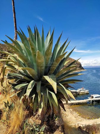 Plante d'agave vandalisée avec des graffitis écrits rayés dans ses feuilles. Vue sur le lac Titicaca à la frontière du Pérou et de la Bolivie. , Lac Titicaca, Département La Paz, Andes, Bolivie