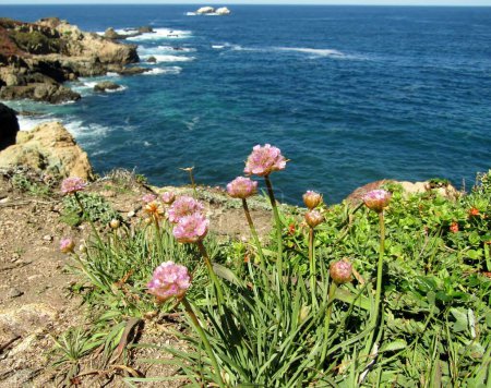 Pink California sea thrift flowers blooming on on rocky bluffs. Big Sur, California, USA