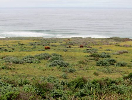Herd of cattle at Big Sur along National Highway 1 coastline, Point Sur State Historic Park, California, USA