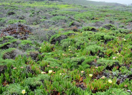 Carpobrotus chilensis, also known as the sea fig plant, thrives on the rugged cliffs of Big Sur in SLO County, California, USA
