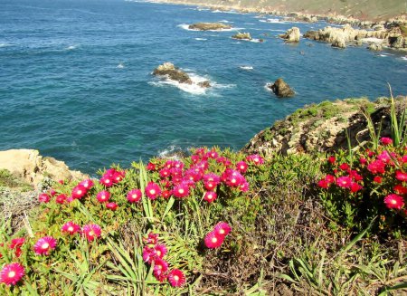 Bright red flowers of Carpobrotus chilensis or sea figs grow on the rugged cliffs of Big Sur. SLO County, California, USA