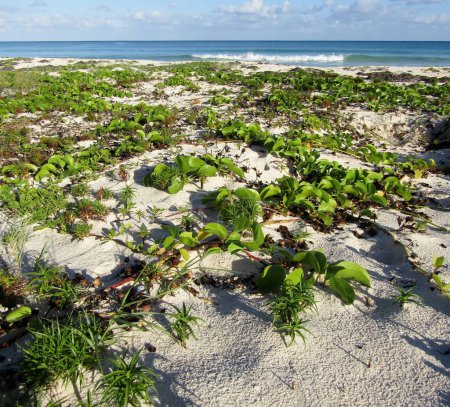 Beach Morning Glory oder Ipomoea pes-caprae Reben, Cyperus pedunculatus und Sandburgras wachsen am Sanddünenstrand. Riviera Maya, Mexiko