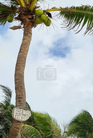 Buenas Tardes sign on the coconut palm tree at Riviera Maya, Mexico