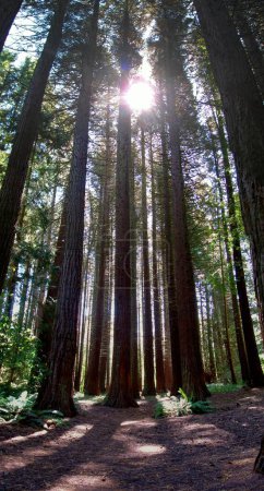 Sonnenstrahlen durch riesige Bäume. Redwood Park, Surrey, British Columbia, Kanada