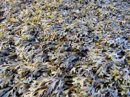 Close up of Bladderwrack Fucus gardneri seaweed, Galiano Island, British Columbia, Canada