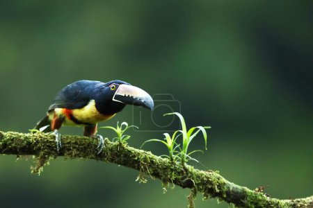 Foto de Aracari con cuello, Pteroglossus torquatus, pájaro con pico grande. Toucan sentado en la bonita rama en el bosque, Boca Tapada, Costa. - Imagen libre de derechos