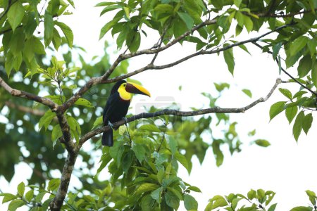 Photo for Yellow-throated Toucan in the Costa Rica nature. Chesnut-mandibled Toucan sitting on the branch in tropical rainforest. Bird in nature habitat - Royalty Free Image