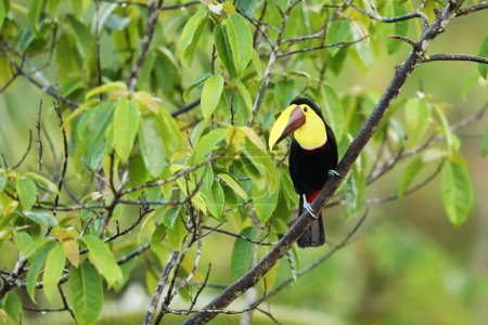 Téléchargez les photos : Yellow-throated Toucan in the Costa Rica nature. Chesnut-mandibled Toucan sitting on the branch in tropical rainforest. Bird in nature habitat - en image libre de droit
