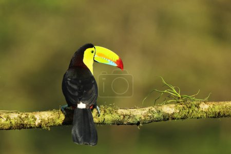 Téléchargez les photos : Keel-billed Toucan, Ramphastos sulfuratus,  sitting on the branch in the rainforest, green vegetation, Costa Rica. - en image libre de droit