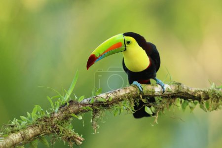 Photo for Keel-billed Toucan, Ramphastos sulfuratus,  sitting on the branch in the forest, Boca Tapada, green vegetation, Costa Rica. - Royalty Free Image