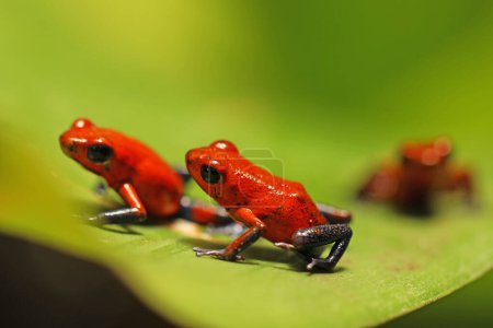 Téléchargez les photos : Red Strawberry poison dart frog, Oophage pumilio, dans l'habitat naturel, Costa Rica. Gros plan portrait de grenouille rouge empoisonnée. Rare amphibien sous le tropique. La jungle sauvage. Grenouille dans la forêt - en image libre de droit