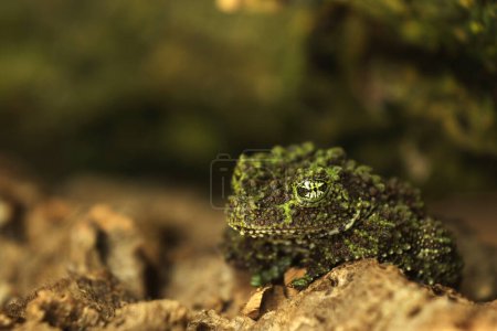 Téléchargez les photos : Grenouille mousseuse (Theloderma corticale), grenouille dans l'habitat naturel, Vietnam. Widlife nature en Asie. Camouflage mousseux. - en image libre de droit