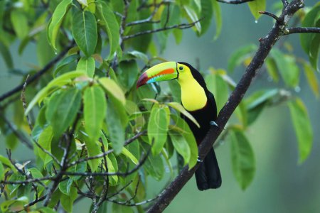 Téléchargez les photos : Toucan à bec de quille, Ramphastos sulfuratus, oiseau à gros bec, dans une végétation verte - en image libre de droit