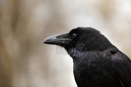 Le corbeau commun Corvus corax, également connu sous le nom de corbeau nordique, automne en Pologne. 