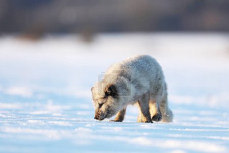Arctic fox, beautiful animal in snow. Sniffing polar fox. Wildlife action scene from nature, Vulpes lagopus, Svalbard, Norway