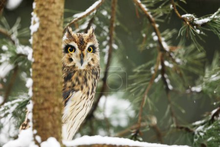 Short-eared Owl, Asio flammeus, sitting on branch the spruce tree. Owl in winter forest.. Wildlife scene from the nature habitat.