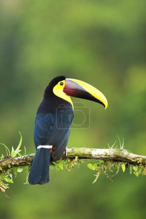 Téléchargez les photos : Yellow-throated Toucan in the Costa Rica nature. Chesnut-mandibled Toucan sitting on the branch in tropical rainforest. Bird in nature habitat - en image libre de droit
