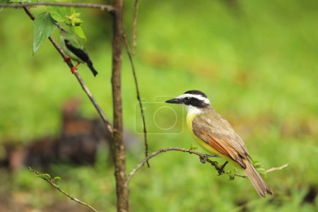 Oiseau jaune du Costa Rica. Grand Kiskadee, Pitangus sulphuratus, tanager tropical brun et jaune dans l'habitat naturel