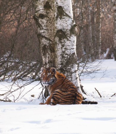 Tigre de Sibérie, Panthera tigris altaica dans une taïga remplie de neige, Détente des animaux sur la neige