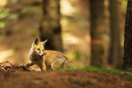 Young red fox seeking for prey in forest - Vulpes vulpes
