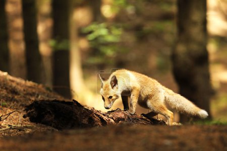 Littlle red fox vixen seeking for prey - Vulpes vulpes