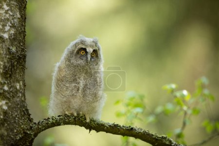Fluffy long-eared baby owl (asio otus) sitting on the birch tree branch. Bird in nature habitat, Czech republic