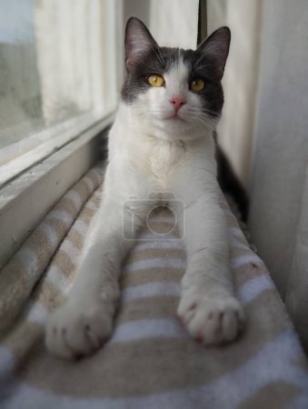 Un chat propre et rangé se repose, couché sur la fenêtre. Jeune chat avec robe gris-blanc. Format photo vertical