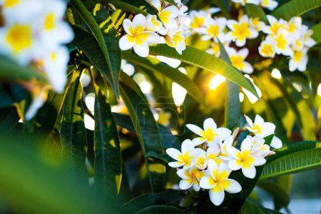 Photo for Close-up white and yellow plumeria flowers with leaves in the shining rays of setting sun. Branches of flowering frangipani tree background - Royalty Free Image