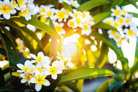Photo for Close-up white and yellow plumeria flowers with leaves in the shining rays of setting sun. Branches of flowering frangipani tree horizontal background. - Royalty Free Image